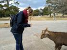 The deer in Nara, Japan are said to have brought Gods riding on their back to Japan and are therefore called messengers of god