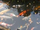 This pond has so many different colors of koi!