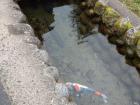 This colorful koi lives beside the steets in the water channel. Can you spot its dark colored friend?