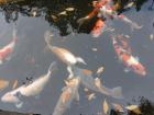 This gold and white koi in the middle has long and elegant fins