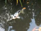 You can see the small bards on either side of this koi's mouth