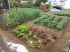 The pea stalks and lettuce are at the end of their life, but the potatoes are still green!