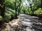 The path to my school has gotten so green thanks to the spring showers