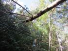 Shortly after I arrived in Japan, a typhoon crossed my region and knocked down a number of trees nearby my dorm