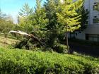 This tree snapped in half just outside my classroom!