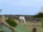 A horse spotted through the hedge