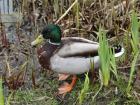 What beautiful green heads 