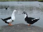 These ducks remind me of the yin and yang symbol