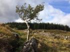 Here in the front is a tree that grows naturally in the landscape and behind it are trees that have been planted for wood