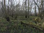 Even forested land can be very marshy 