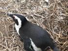 You can see this penguin started building a small nest out of twigs
