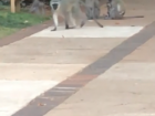 This family of monkeys were digging through the trash at the University!