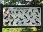 A 'common birds to see' sign in a park in Potchefstroom!
