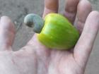 There is a cashew tree at the entrance of Mbam et Djerem Park and we always stop for the fruit 