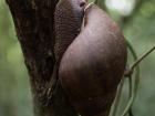 A giant snail found in the forest, they are about as big as an adults closed fist. Animals such as mongoose and genets will eat the snails.