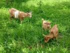 Pygmy goats in the Adamawa region of Cameroon; most people in this area are Muslim and the primary activity is raising livestock