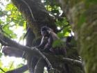 A grey cheeked mangaby from Mbam et Djerem National Park 