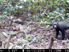 A trail camera catches a putty nosed monkey on a rare visit to the ground 