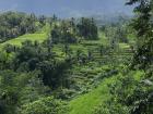 Rice terraces cascading down the hill!