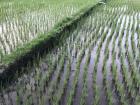 Many Indonesians work in fields planting rice in rows like these