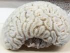 The skeleton of a brain coral really looks like a human brain