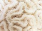 An up close image of the ridges of a brain coral
