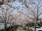 It is very pretty at my school when the cherry blossoms bloom