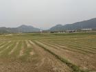There are many rice fields in Korea