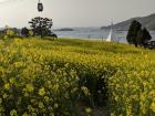 A flower field in Sacheon, South Korea