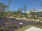 Lavender is very popular on Jeju Island