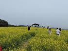 A flower festival took place in this field near my home