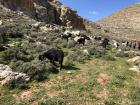 Cute sheep and goats grazing in the valley... not lost in the city...