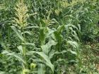 Corn and melons growing on this organic farm in Jericho