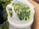 Some handpicked fava beans from an organic farm in Jericho