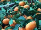 Some freshly picked oranges grown in the desert oasis that is Jericho