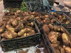 Potatoes straight from the ground being sold at al-hisbeh (the fruit and veggie market)