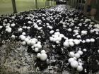 Baby mushrooms growing inside a temperature-controlled container on a farm in Jericho 