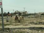 Camels on the side of the road in Jericho!