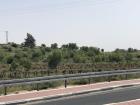 I catch a glimpse of olive trees on my daily commute to work