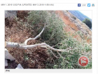A clip of a recent news article reporting attacks on olive trees near Ramallah