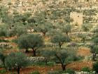 Olive trees growing on the hillside atop ancient agricultural stone terraces