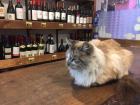 This ferocious feline is guarding the wine 
