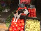 The wildlife of Valparaíso: wild market cats 