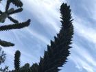 While not exactly a dinosaur, this spiky plant (called a Monkey Puzzle Tree) reminds me of one