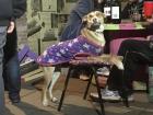 We named this sassy pup "Celestial" and she liked to sit at the table with people