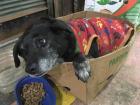 This guy lives at the market and and is always in his box sleeping until you scratch his ears