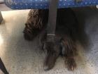 This is the pup that rode the metro with us 