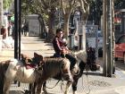 Or alternatively, this kid riding a pony through downtown