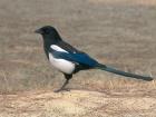The Korean magpie is common in South Korea