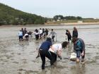 Searching for crabs in the mud flats of an island called Anmyeondo